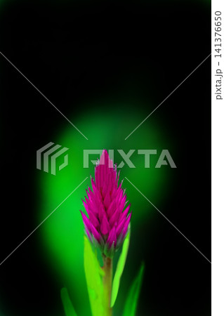 赤いノゲイトウの花 赤いノゲイトウの花 141376650