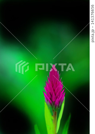 赤いノゲイトウの花 141376656