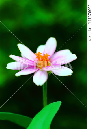 可憐なジニアプロフュージョンの花 可憐なジニアプロフュージョンの花 141376663