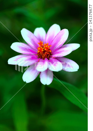 秋の花壇に咲くピンクのジニアプロフュージョン 秋の花壇に咲くピンクのジニアプロフュージョン 141376677