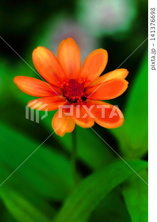 オレンジ色のジニアの花 141376698