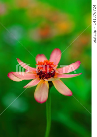 赤いヒャクニチソウの花 141376724