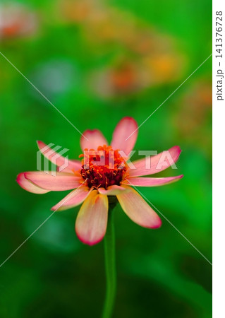 オレンジ色のヒャクニチソウの花 オレンジ色のヒャクニチソウの花 141376728