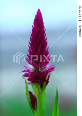 赤いセンニチコウの花 赤いセンニチコウの花 141376761