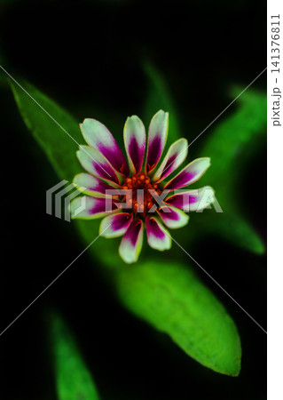 黒バックに浮き立つ、紫色のジニアプロフュージョンの花は、花の女王のようです 141376811