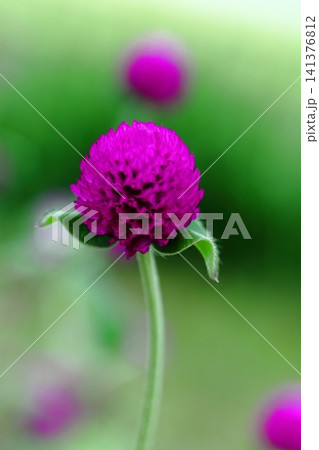 赤いセンニチコウの花 赤いセンニチコウの花 141376812