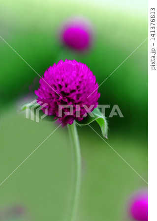 ピンクのセンニチコウの花が咲いています 141376813