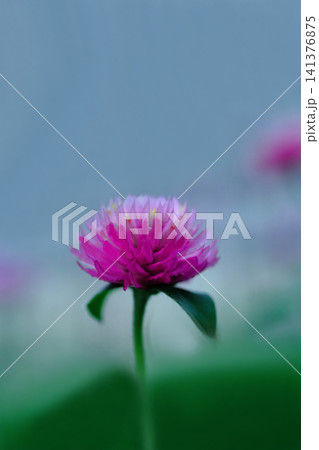 ピンクのセンニチコウの花が咲いています ピンクのセンニチコウの花が咲いています 141376875