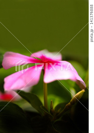 赤いニチニチソウの花 赤いニチニチソウの花 141376888