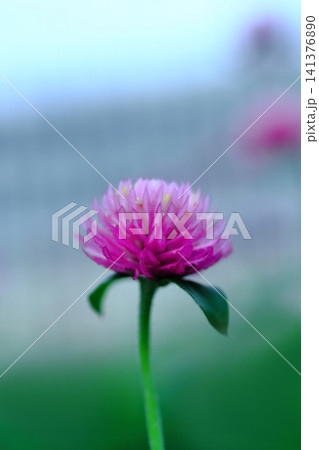 センニチコウの花のある風景 センニチコウの花のある風景 141376890