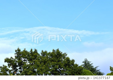 真っ青の空と樹木の緑を組み合わせた背景素材 真っ青の空と樹木の緑を組み合わせた背景素材 141377187