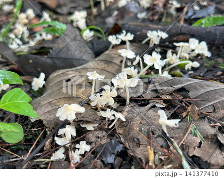 Cempagi mushroom is small size wild mushrooms in rainy season ,Thailand Cempagi mushroom is small size wild mushrooms in rainy season ,Thailand 141377410