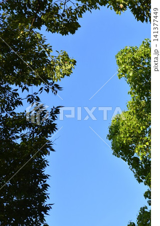 真っ青の空と樹木の緑を組み合わせた背景素材 真っ青の空と樹木の緑を組み合わせた背景素材 141377449