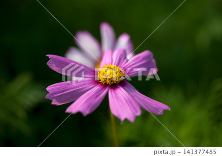 秋桜 141377485