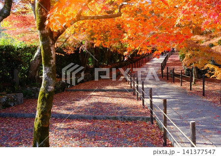 秋の粟生光明寺の薬医門の参道 秋の粟生光明寺の薬医門の参道 141377547
