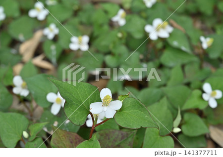 植物:ドクダミ ドクダミ科 植物:ドクダミ ドクダミ科 141377711
