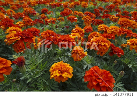 公園にオレンジ色のジニアの花が咲いています。名前はプロフュージョンです。 公園にオレンジ色のジニアの花が咲いています。名前はプロフュージョンです。 141377911