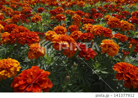 公園にオレンジ色のジニアの花が咲いています。名前はプロフュージョンです。 141377912