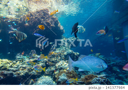 熱帯魚 トロピカルフィッシュ 水族館 141377984