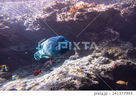 熱帯魚 トロピカルフィッシュ 水族館 141377993
