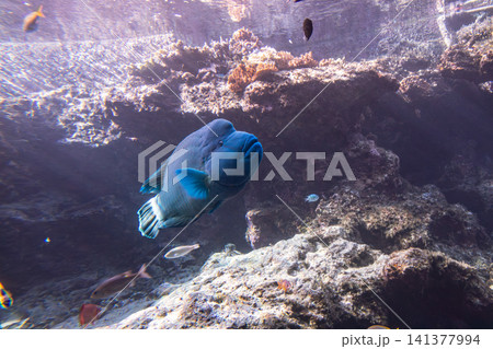 熱帯魚 トロピカルフィッシュ 水族館 141377994