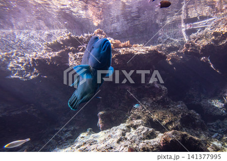 熱帯魚 トロピカルフィッシュ 水族館 141377995
