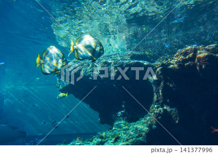 熱帯魚 トロピカルフィッシュ 水族館 141377996