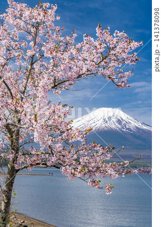 山中湖湖畔から望む富士山と満開の桜が彩る春の風景 山中湖湖畔から望む富士山と満開の桜が彩る春の風景 141378098