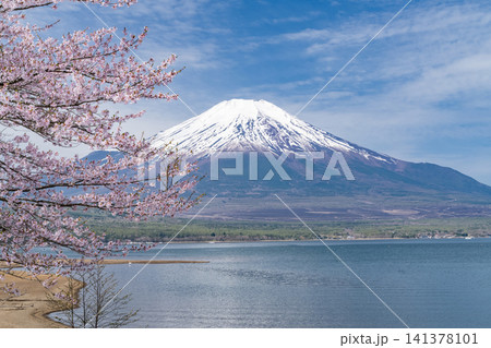 山中湖湖畔から望む富士山と満開の桜が彩る春の風景 141378101
