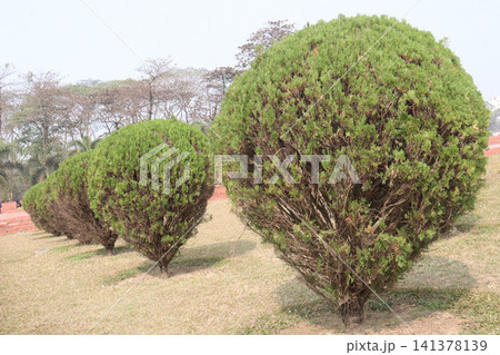 Thuja plant on garden for gardening Thuja plant on garden for gardening 141378139