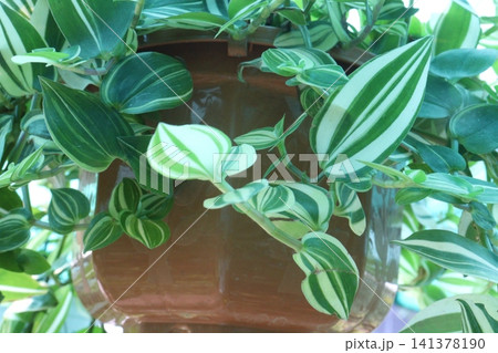 Tradescantia fluminensis is a species of spiderwort plant on hanging pot 141378190