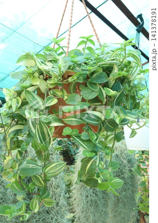 Tradescantia fluminensis is a species of spiderwort plant on hanging pot Tradescantia fluminensis is a species of spiderwort plant on hanging pot 141378191