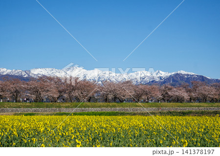 富山県朝日町の舟川べりの菜の花畑と綺麗な立山連峰 富山県朝日町の舟川べりの菜の花畑と綺麗な立山連峰 141378197