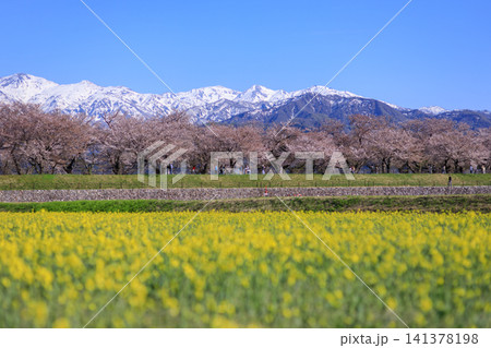 富山県朝日町の舟川べりの菜の花畑と綺麗な立山連峰 富山県朝日町の舟川べりの菜の花畑と綺麗な立山連峰 141378198