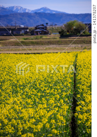 富山県朝日町の舟川べりの菜の花畑と綺麗な立山連峰 141378207