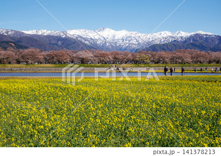 富山県朝日町の舟川べりの菜の花畑と綺麗な立山連峰 141378213