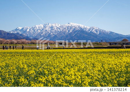 富山県朝日町の舟川べりの菜の花畑と綺麗な立山連峰 141378214