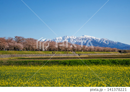 富山県朝日町の舟川べりの菜の花畑と綺麗な立山連峰 富山県朝日町の舟川べりの菜の花畑と綺麗な立山連峰 141378221