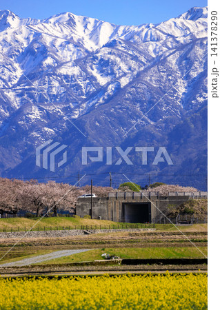 春の舟川べりの畑から見た勇壮な立山連峰 春の舟川べりの畑から見た勇壮な立山連峰 141378290