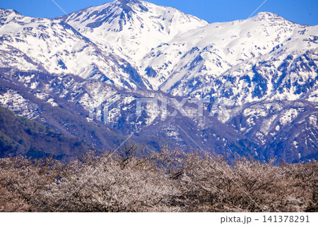 春の舟川べりの畑から見た勇壮な立山連峰 春の舟川べりの畑から見た勇壮な立山連峰 141378291