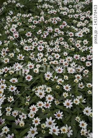 公園に白いジニアの花が咲いています。名前はプロフュージョンです。 141378413