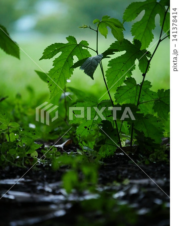 雨と草花 141378414