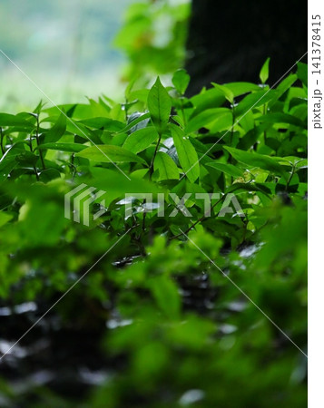 雨と草花 雨と草花 141378415