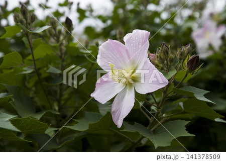 この花の名前はサキシマフヨウ（先島芙蓉）です。 141378509