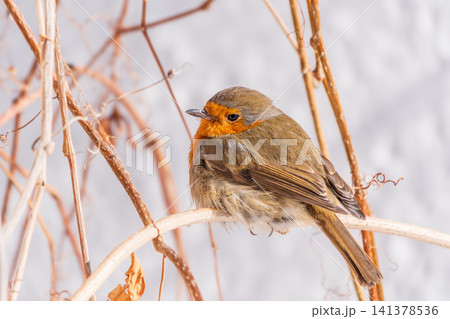 Cute bird the European Robin, Erithacus rubecula. sitting on the tree branch in winter. Cute bird the European Robin, Erithacus rubecula. sitting on the tree branch in winter. 141378536