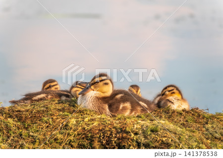 Cute little ducklings sits on a lake coast Cute little ducklings sits on a lake coast 141378538