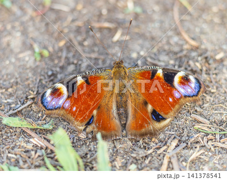 Peacock butterfly on the ground among the grass Peacock butterfly on the ground among the grass 141378541