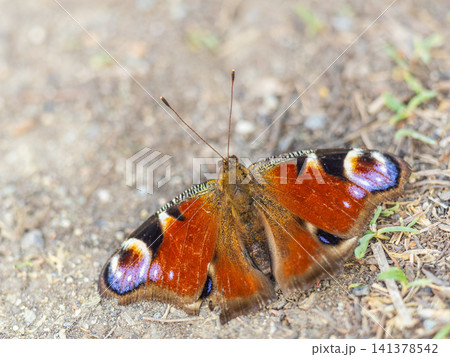 Peacock butterfly on the ground among the grass Peacock butterfly on the ground among the grass 141378542