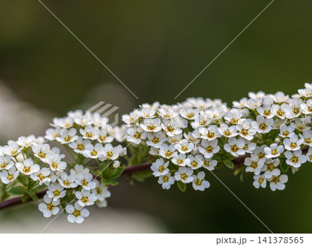 Beautiful white flowers Spirea aguta or Brides wreath. Beautiful white flowers Spirea aguta or Brides wreath. 141378565