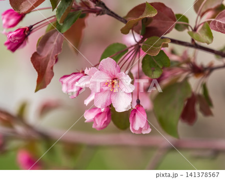 Fresh pink flowers of a blossoming apple tree with blured background Fresh pink flowers of a blossoming apple tree with blured background 141378567
